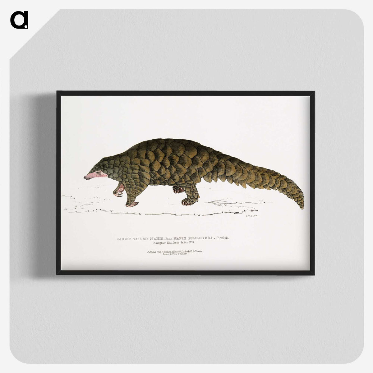 1-39_Indian-Zoology_blk-crop