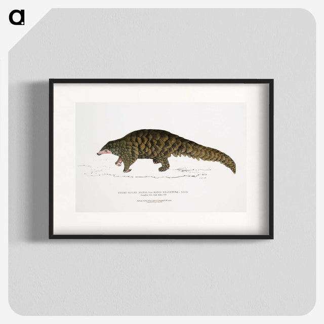 1-39_Indian-Zoology_blk