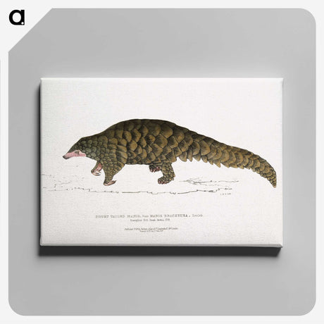 1-39_Indian-Zoology_canvas