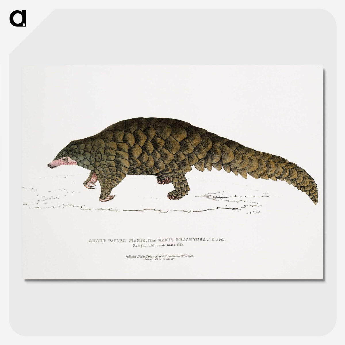 1-39_Indian-Zoology_picture-crop
