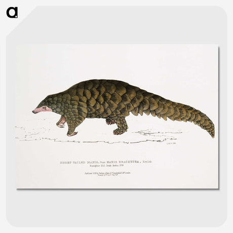 1-39_Indian-Zoology_picture-crop
