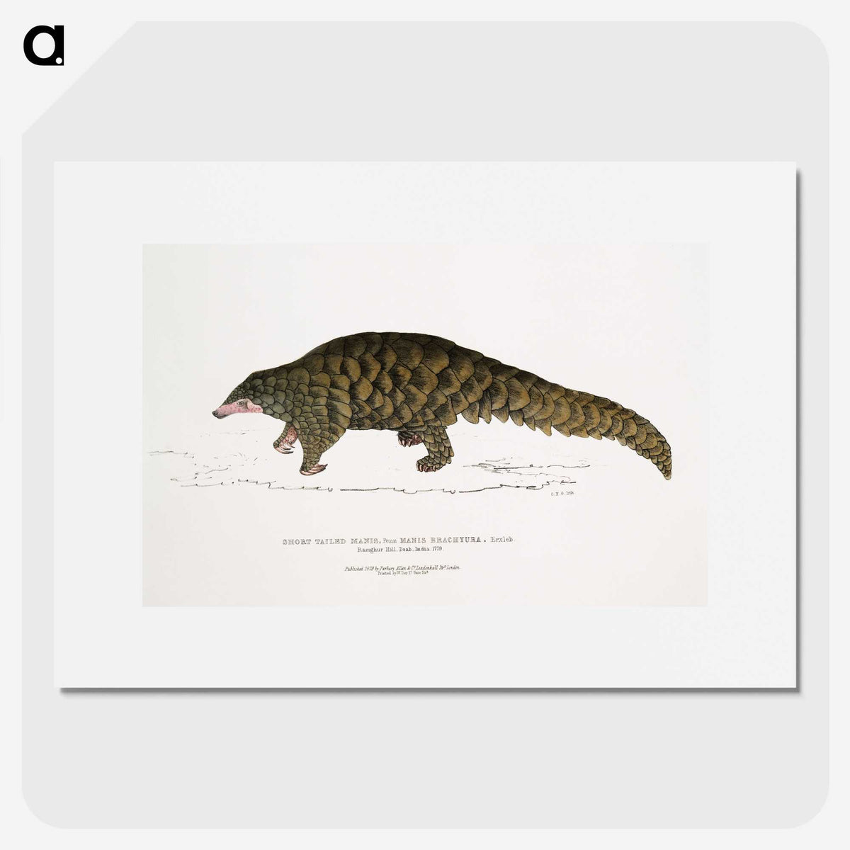 1-39_Indian-Zoology_picture