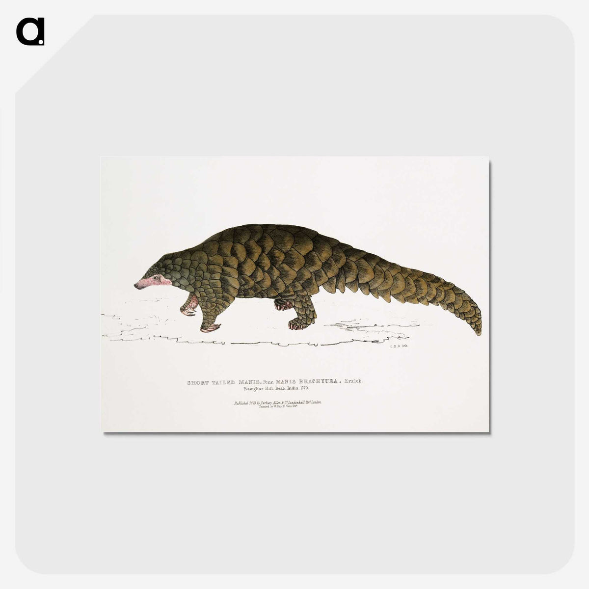 1-39_Indian-Zoology_postcard