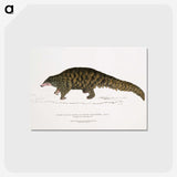 1-39_Indian-Zoology_postcard
