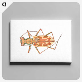 1-39_Insects-Unlocked-Project_canvas