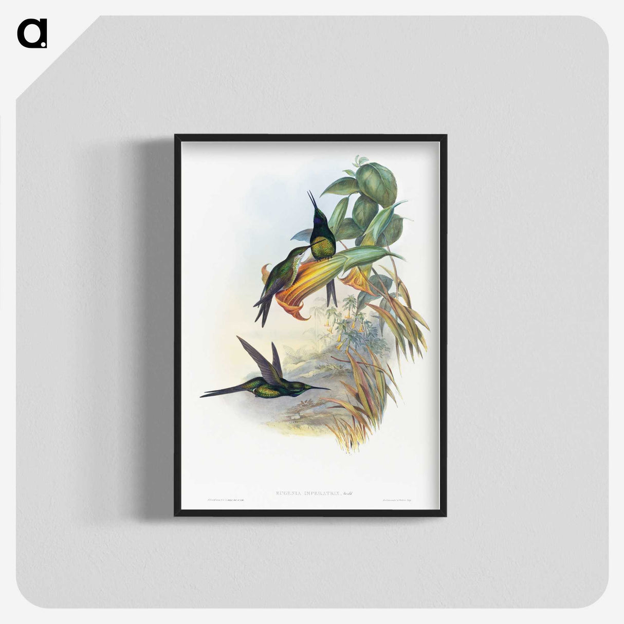 1-39_John-Gould_blk-crop