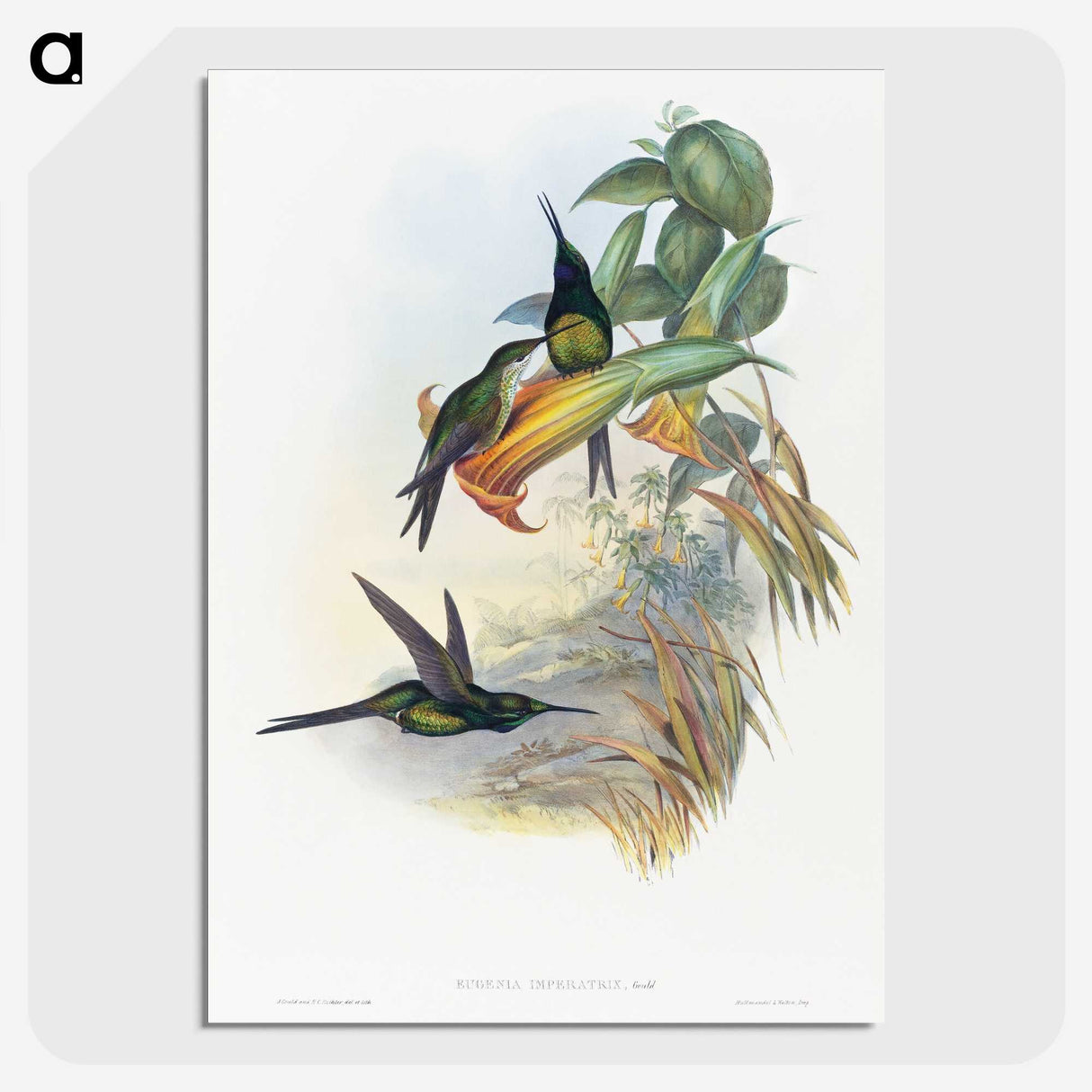 1-39_John-Gould_picture-crop