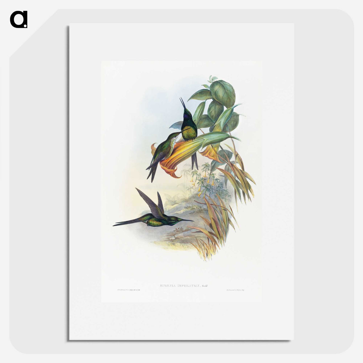 1-39_John-Gould_picture
