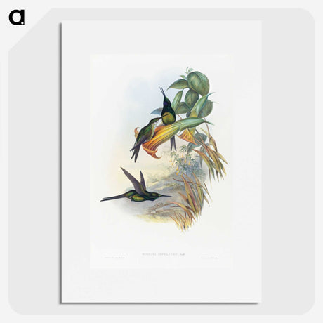 1-39_John-Gould_picture