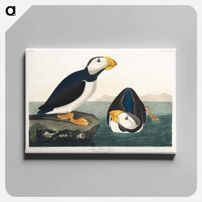 アートパネル-Large Billed Puffin
 - ジョン ジェームス オーデュボン Canvas.