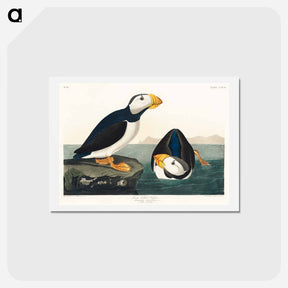 アートポストカード-Large Billed Puffin
 - ジョン ジェームス オーデュボン Postcard.