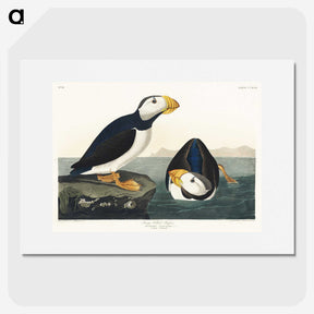 1-39_John-James-Audubon_picture