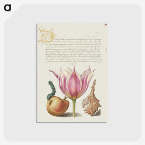 1-39_Joris-Hoefnagel_postcard