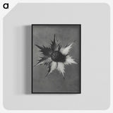 1-39_Karl-Blossfeldt_blk-crop