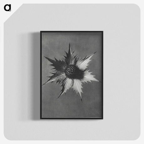 1-39_Karl-Blossfeldt_blk-crop