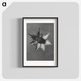 1-39_Karl-Blossfeldt_blk