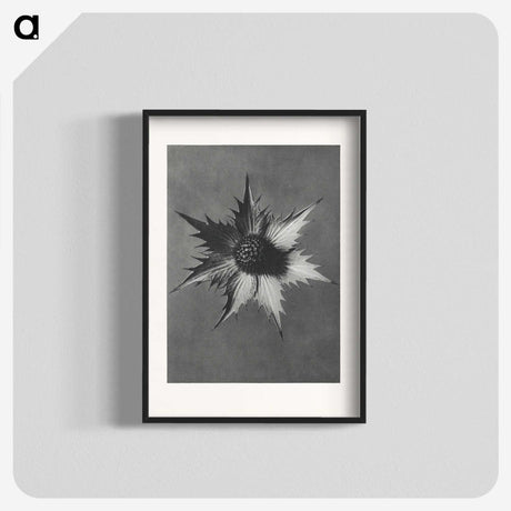 1-39_Karl-Blossfeldt_blk