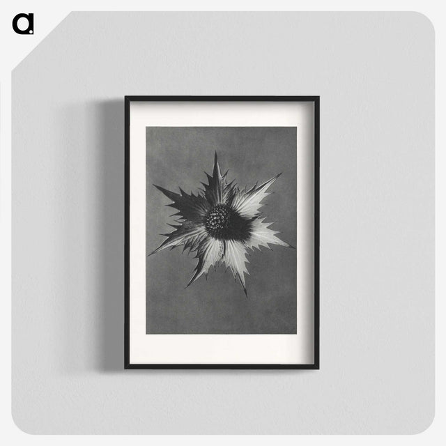 1-39_Karl-Blossfeldt_blk