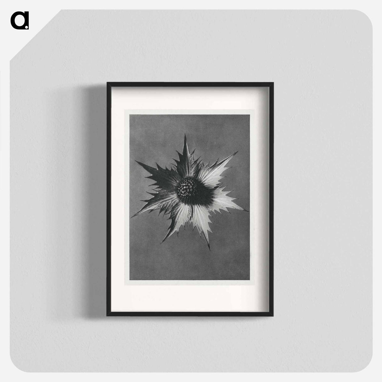 Eryngium Giganteum (Miss Willmott's Ghost) - Karl Blossfeldt Poster.