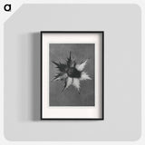 Eryngium Giganteum (Miss Willmott's Ghost) - Karl Blossfeldt Poster.