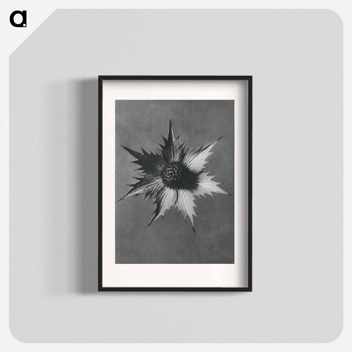 Eryngium Giganteum (Miss Willmott's Ghost) - カール ブロスフェルト Poster.