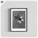 Eryngium Giganteum (Miss Willmott's Ghost) - カール ブロスフェルト Poster.