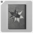 1-39_Karl-Blossfeldt_canvas