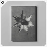 1-39_Karl-Blossfeldt_canvas