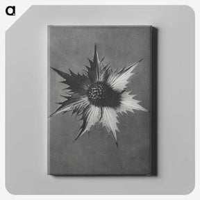 1-39_Karl-Blossfeldt_canvas