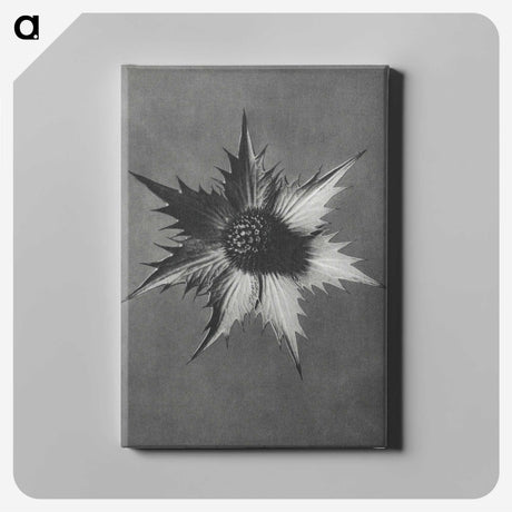 1-39_Karl-Blossfeldt_canvas