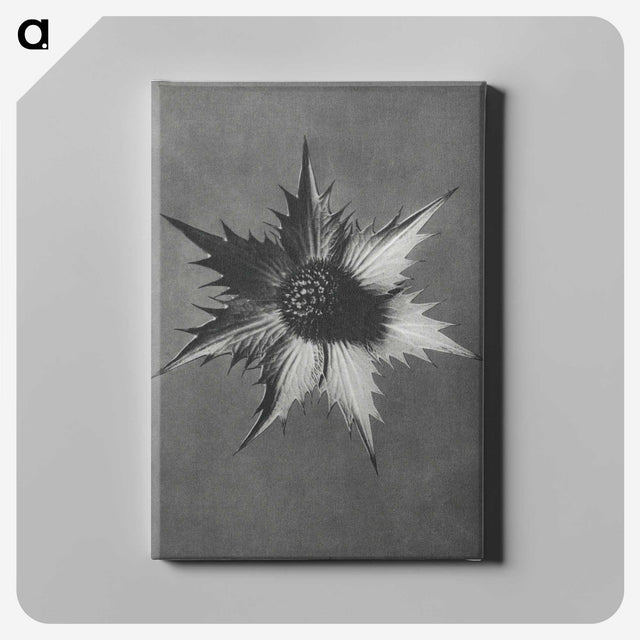 1-39_Karl-Blossfeldt_canvas