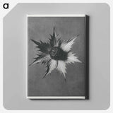 Eryngium Giganteum (Miss Willmott's Ghost) - カール ブロスフェルト Canvas.