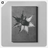 Eryngium Giganteum (Miss Willmott's Ghost) - カール ブロスフェルト Canvas.