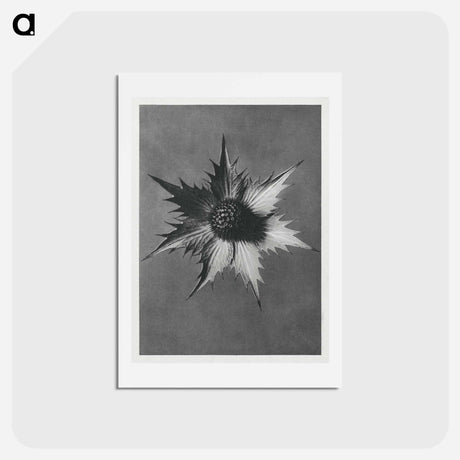アートポストカード-Eryngium Giganteum (Miss Willmott's Ghost) - カール ブロスフェルト Postcard.