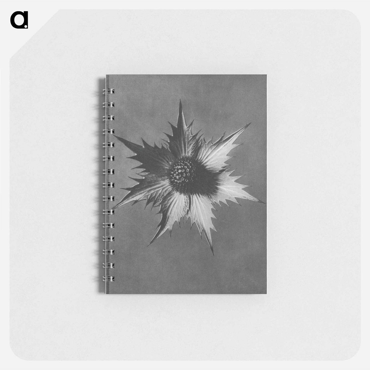 Eryngium Giganteum (Miss Willmott's Ghost) - カール ブロスフェルト Memo.