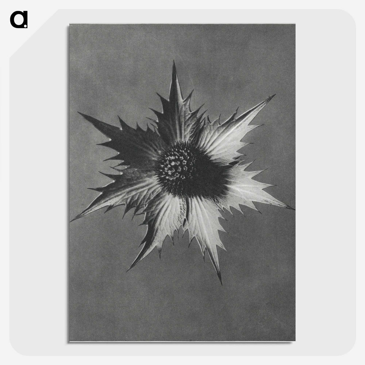 1-39_Karl-Blossfeldt_picture-crop
