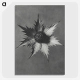 1-39_Karl-Blossfeldt_picture-crop