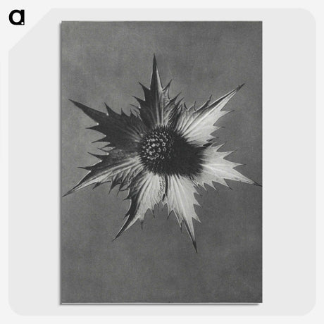 1-39_Karl-Blossfeldt_picture-crop