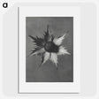 1-39_Karl-Blossfeldt_picture