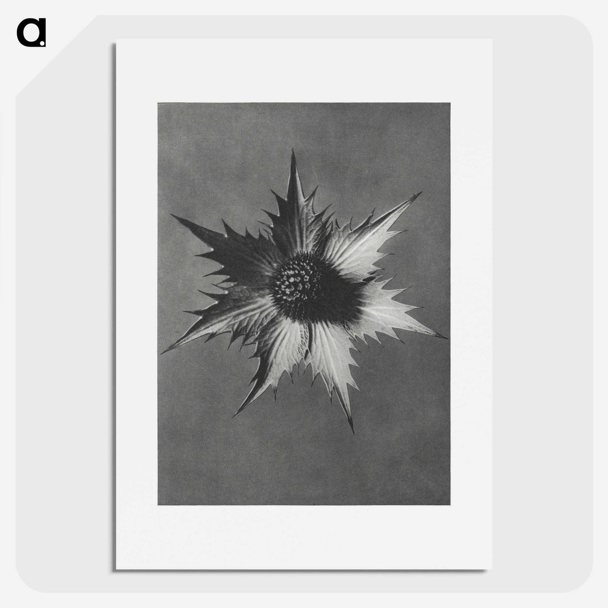 1-39_Karl-Blossfeldt_picture