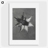 1-39_Karl-Blossfeldt_picture