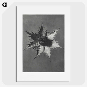 1-39_Karl-Blossfeldt_picture