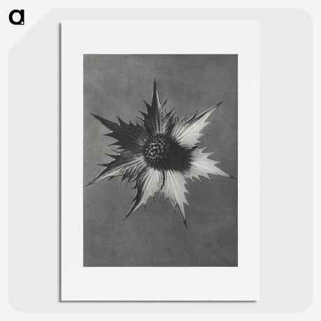 1-39_Karl-Blossfeldt_picture