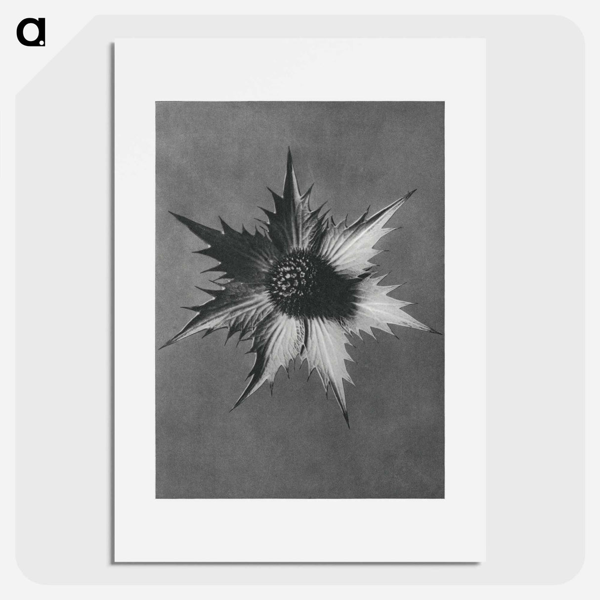 Eryngium Giganteum (Miss Willmott's Ghost) - カール ブロスフェルト Poster.