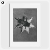 Eryngium Giganteum (Miss Willmott's Ghost) - カール ブロスフェルト Poster.