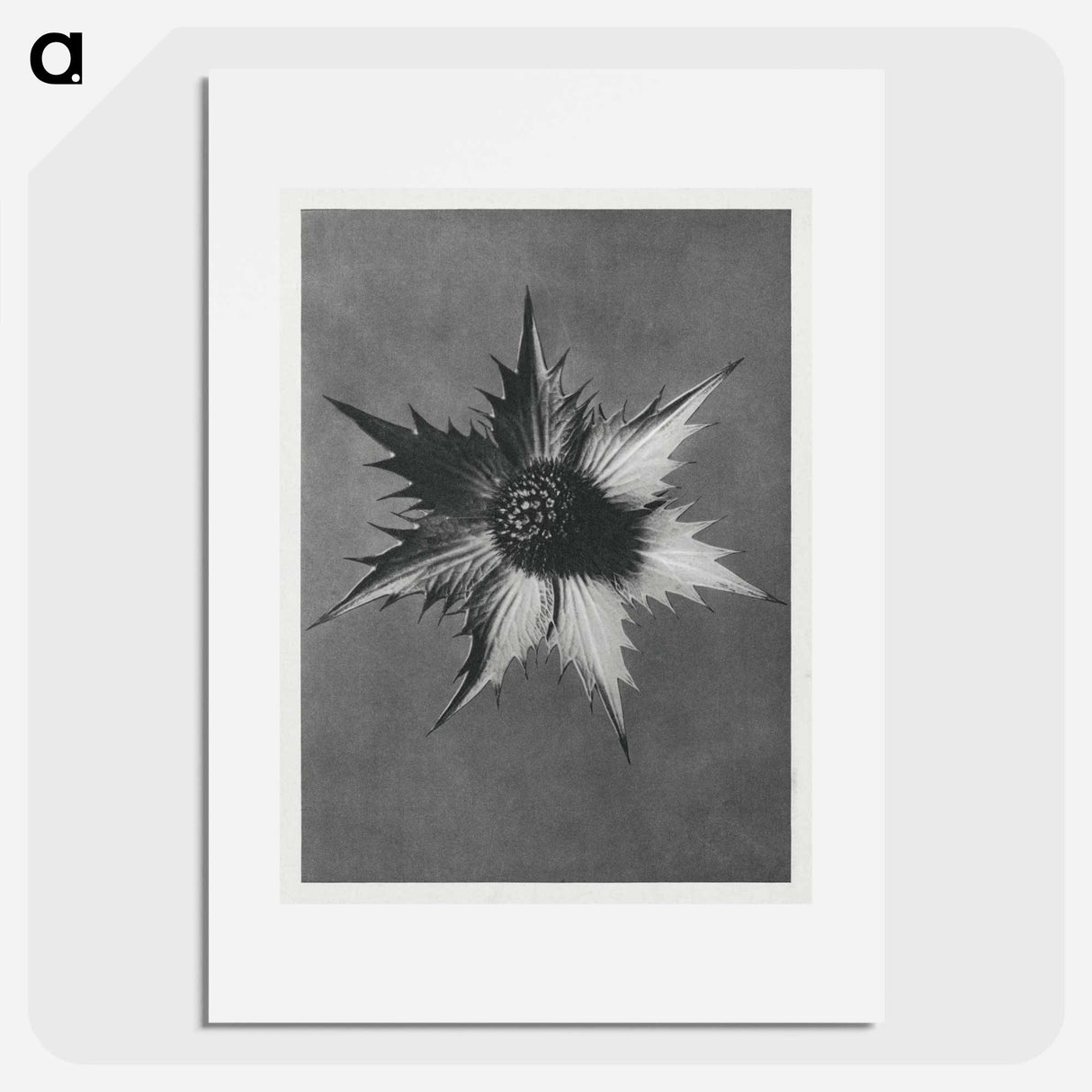 Eryngium Giganteum (Miss Willmott's Ghost) - Karl Blossfeldt Poster.