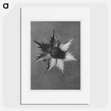 Eryngium Giganteum (Miss Willmott's Ghost) - Karl Blossfeldt Poster.