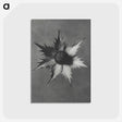 1-39_Karl-Blossfeldt_postcard