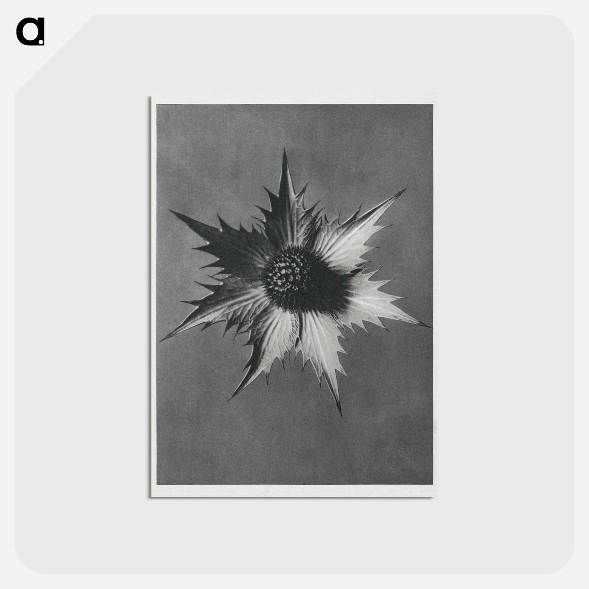 アートポストカード-Eryngium Giganteum (Miss Willmott's Ghost) - カール ブロスフェルト Postcard.