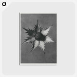 アートポストカード-Eryngium Giganteum (Miss Willmott's Ghost) - カール ブロスフェルト Postcard.
